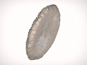 Coral Pearl Earring STL 3D Принт Модель