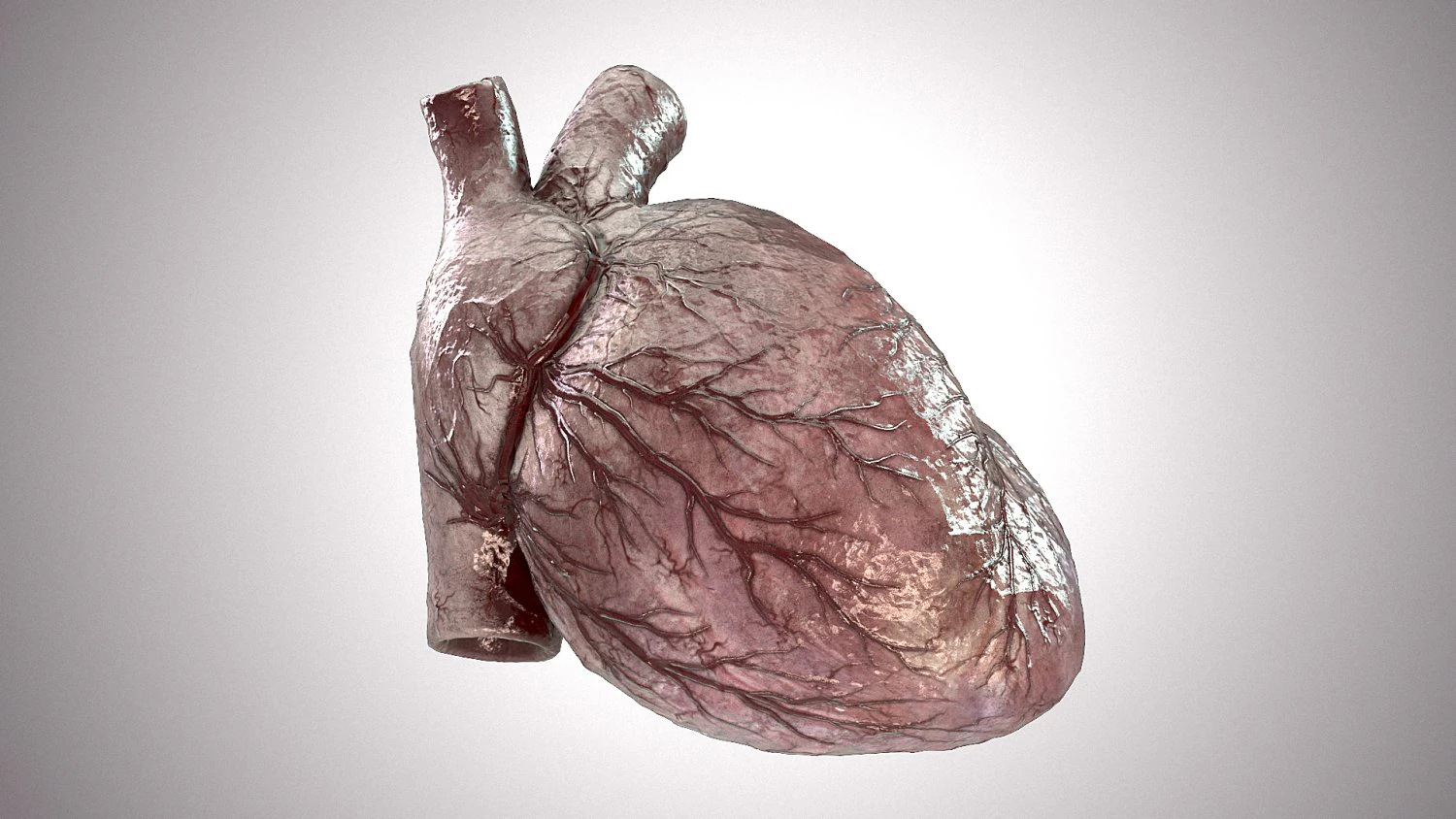 Human Heart Anatomic Animated PBR 3D Model .c4d .max .obj .3ds .fbx .stl .blend 