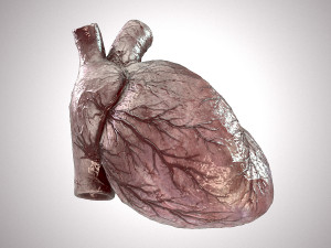 Human Heart Anatomic Animated PBR 3D Model