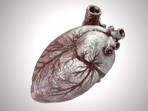 Human Heart Anatomic Animated PBR Modelo 3D