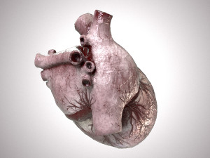 Human Heart Anatomic Animated PBR Modelo 3D