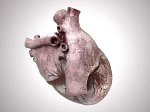 Human Heart Anatomic Animated PBR 3D Model