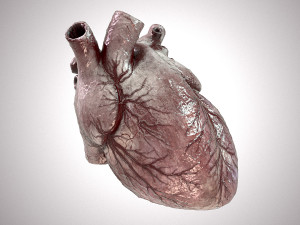 Human Heart Anatomic Animated PBR Modelo 3D