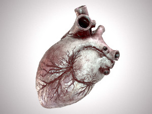 Human Heart Anatomic Animated PBR Modelo 3D