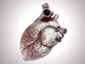 Human Heart Anatomic Animated PBR 3D Model