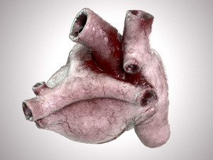 Human Heart Anatomic Animated PBR Modelo 3D
