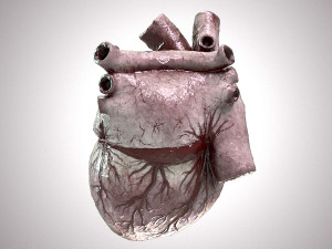 Human Heart Anatomic Animated PBR Modelo 3D