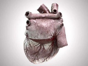 Human Heart Anatomic Animated PBR 3D Model