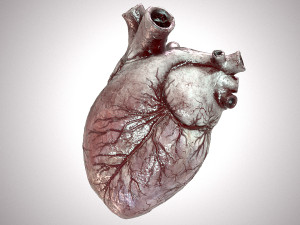 Human Heart Anatomic Animated PBR Modelo 3D