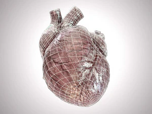 Human Heart Anatomic Animated PBR 3D Model
