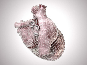 Human Heart Anatomic Animated PBR Modelo 3D