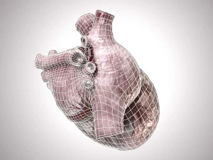 Human Heart Anatomic Animated PBR 3D Model