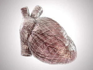Human Heart Anatomic Animated PBR 3D Model