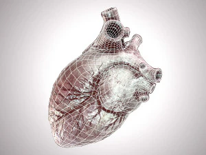 Human Heart Anatomic Animated PBR 3D Model