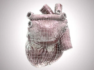 Human Heart Anatomic Animated PBR 3D Model