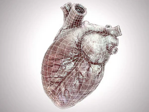 Human Heart Anatomic Animated PBR 3D Model