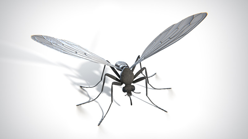 Mosquito PBR Modelo 3D .c4d .max .obj .3ds .fbx .stl .blend 