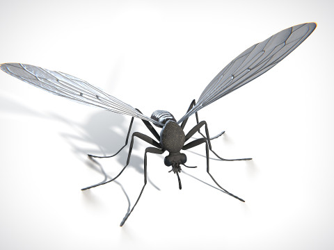 Mosquito PBR 3D Model