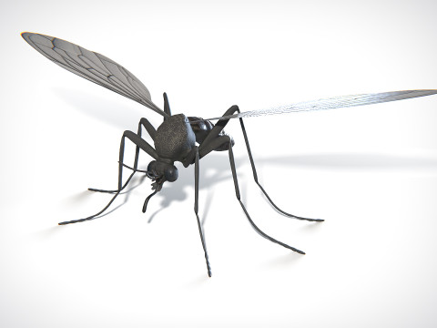 Mosquito PBR Modelo 3D