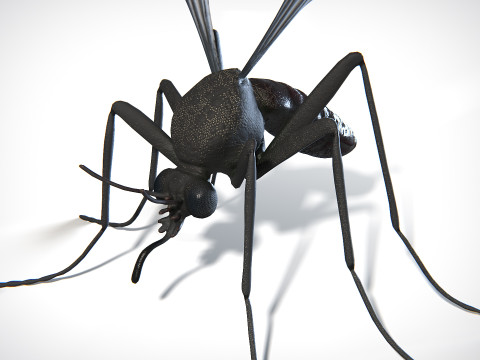Mosquito PBR Modelo 3D
