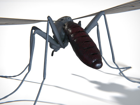 Mosquito PBR Modelo 3D