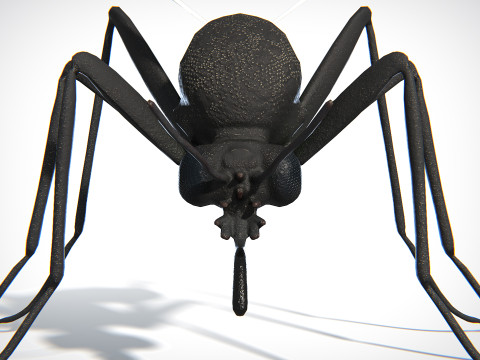 Mosquito PBR Modelo 3D