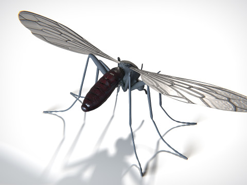 Mosquito PBR Modelo 3D
