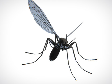 Mosquito PBR Modelo 3D