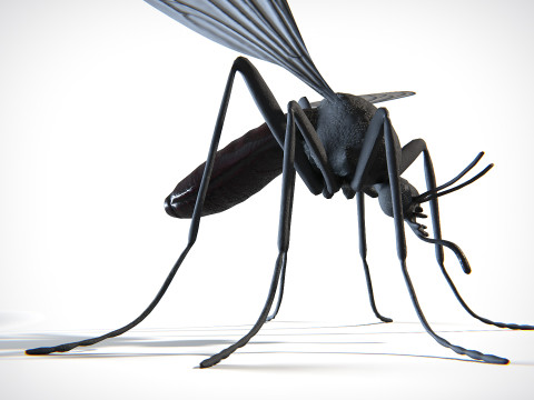 Mosquito PBR Modelo 3D