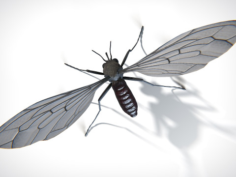 Mosquito PBR Modelo 3D