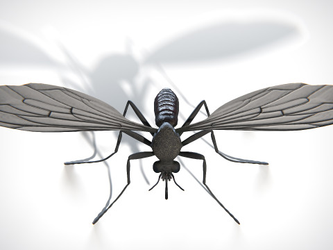 Mosquito PBR Modelo 3D
