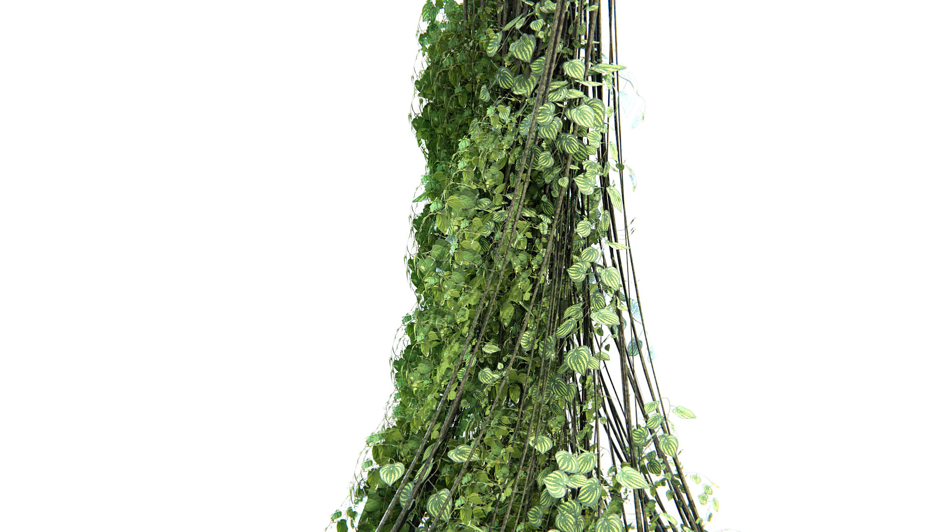 Pianta Liana 02 PBR Modello 3D .c4d .max .obj .3ds .fbx .stl .blend