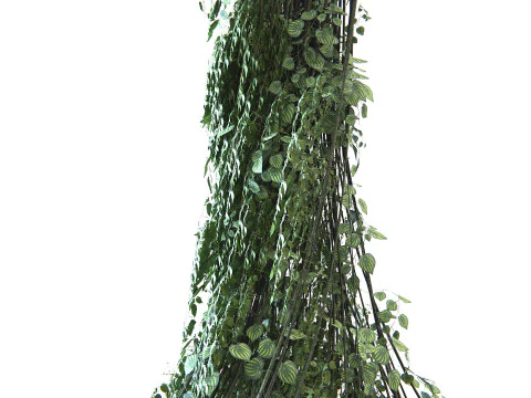 Pianta Liana 02 PBR Modello 3D