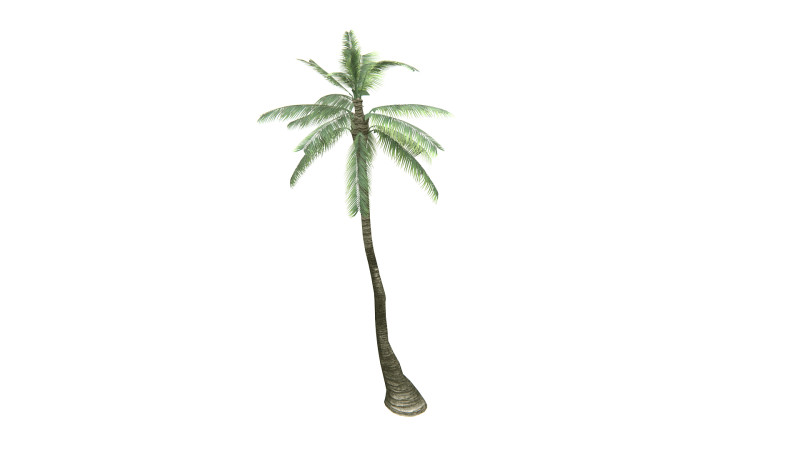 Palm Tree 01 PBR 3D Model .c4d .max .obj .3ds .fbx .stl .blend 