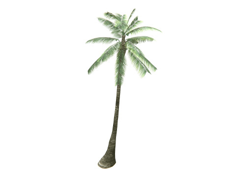 Palm Tree 01 PBR 3D Model
