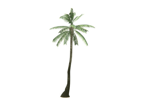 Palm Tree 01 PBR 3D Model