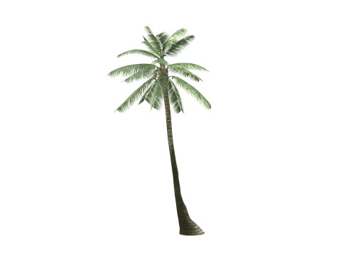 Palm Tree 01 PBR 3D Model
