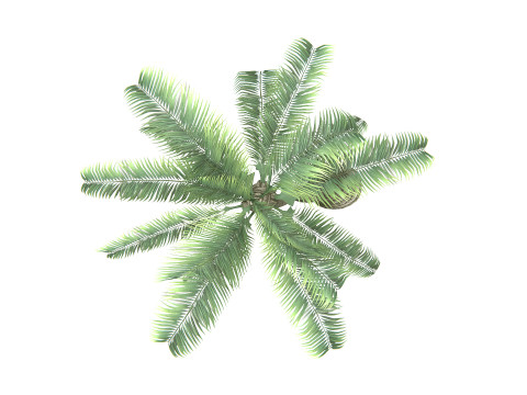 Palm Tree 01 PBR 3D Model