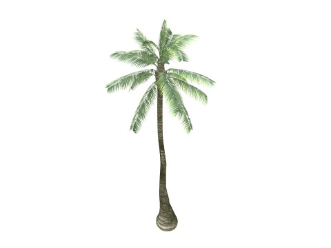 Palm Tree 01 PBR 3D Model
