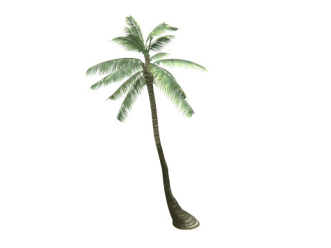 Palm Tree 01 PBR 3D Model