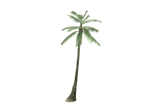 Palm Tree 01 PBR 3D Model