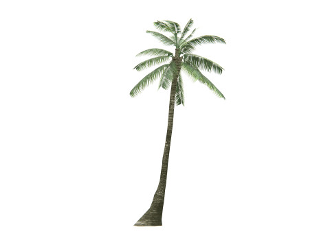 Palm Tree 01 PBR 3D Model