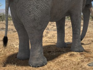 African Elephant Rigged for 3dsmax Modèle 3D