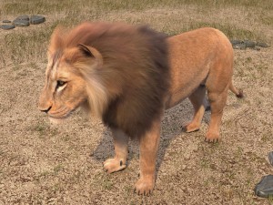 Lion the King Hair and Fur 3D Model