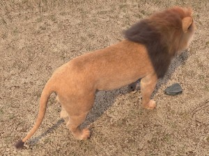 Lion the King Hair and Fur 3D Model