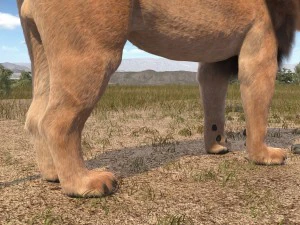 Lion the King Hair and Fur 3D Model
