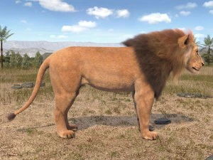 Lion the King Hair and Fur 3D Model