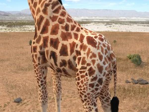 Giraffe Rigged for 3dsmax 3D Model