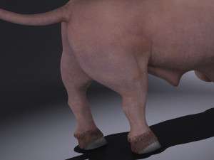 Bull Rigged for 3dsmax Modèle 3D