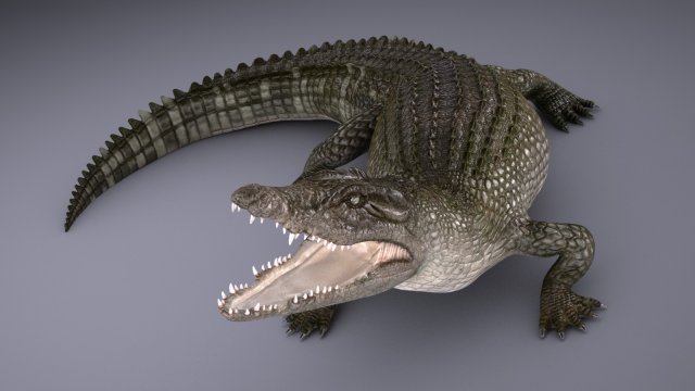 Nile Crocodile 3D Model .c4d .max .obj .3ds .fbx .stl .blend 